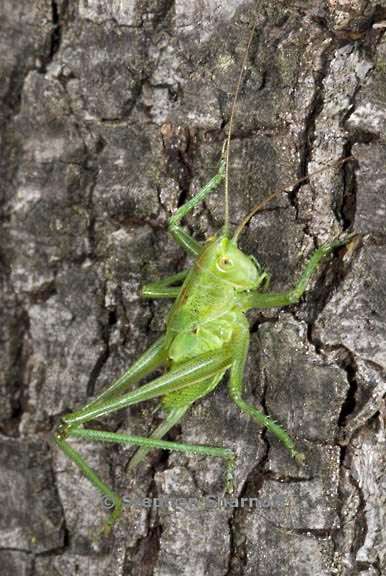 katydid on tree 3 graphic